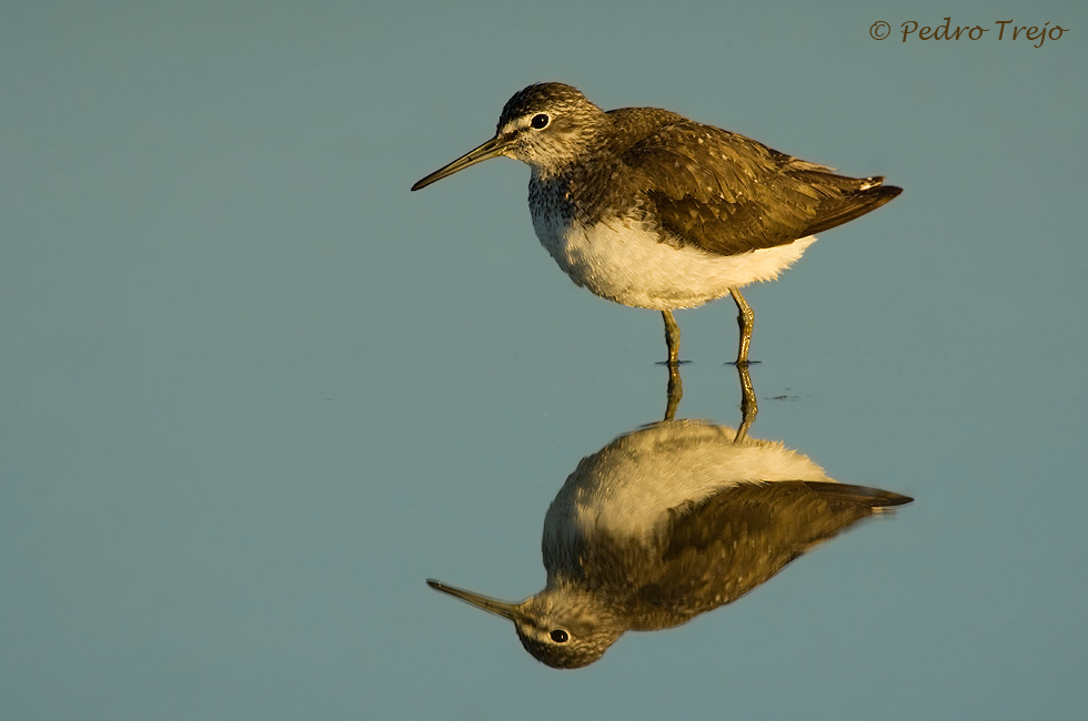 Anadarrios grande (Tringa ochropus)